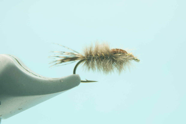 Feather Duster Calibaetis #12